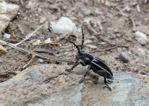 Réf. 227 565 : Iberodorcadion molitor